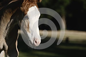 Bald face foal colt horse portrait closeup
