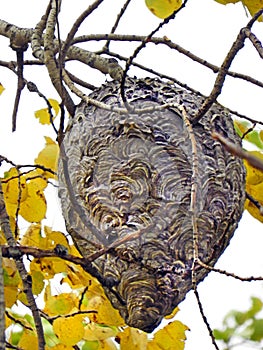 Bald Face Yellowjacket Hornet nest in Autumn tree