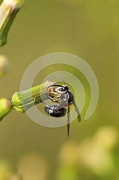 Bald-faced Hornet  704411