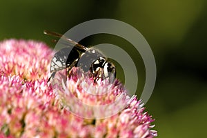 Bald-faced Hornet   804279