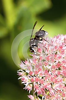 Bald-faced Hornet   804285