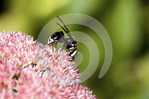 Bald-faced Hornet   804286