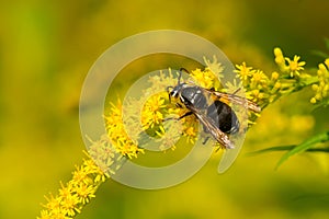 Bald-faced Hornet - Dolichovespula maculata