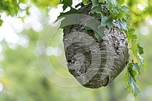 Bald-faced hornet  Dolichovespula maculata