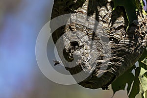 Bald-faced hornet  Dolichovespula maculata