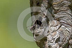 Bald-faced hornet  Dolichovespula maculata