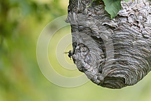 Bald-faced hornet  Dolichovespula maculata