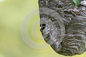 Bald-faced hornet  Dolichovespula maculata