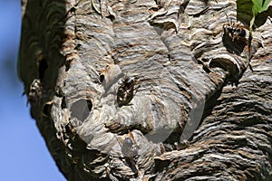 Bald-faced hornet  Dolichovespula maculata