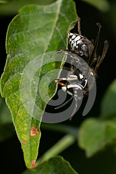 Bald-faced Hornet - Dolichovespula maculata