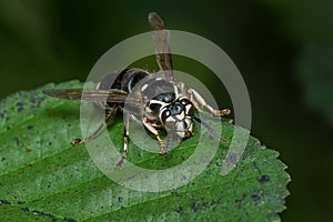 Bald-faced Hornet - Dolichovespula maculata