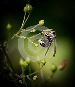 Bald-Faced Hornet, dolichovespula maculata is actually a wasp