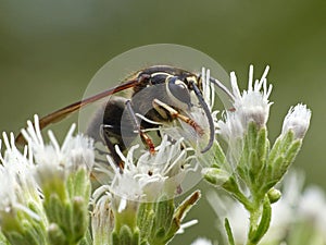 Bald-Faced Hornet Feeding On White Flower Cluster