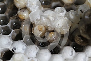 Bald Faced Hornet Larvae