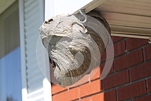 Bald Faced Hornets nest/hive