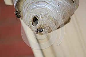 Bald Faced Hornets on outside of nest
