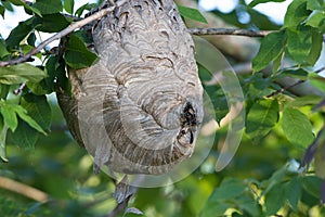 Bald-faced Hornets at their nest at dawn