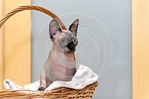 Bald hairless cat, the cat of breed the Canadian Sphynx sits in