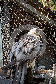 Bald Headed Eagle close up shot