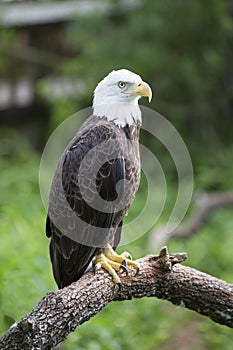 Bald headed eagle