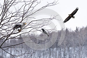 The bald-headed, white-shouldered, eagle in flight over the lake hunts in the early morning, fishes in the winter.