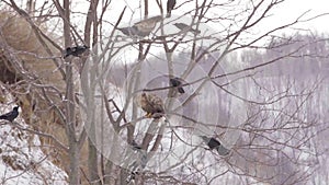 The bald-headed, white-shouldered, eagle in flight over the lake hunts in the early morning, fishes in the winter.