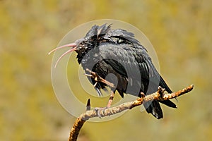 Bald Ibis Geronticus eremita, exotic bird in the nature habitat, bird, evening sun light, during sunset, Marocco. Rare bird in the