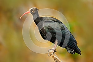 Bald Ibis Geronticus eremita, exotic bird in the nature habitat, bird, evening sun light, during sunset, Marocco. Rare bird in the