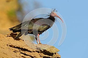 Bald Ibis - Waldrapp Geronticus eremita
