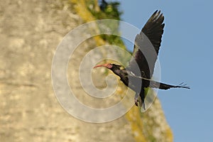 Bald Ibis - Waldrapp Geronticus eremita sitting on the rock in spain. In the background is yellow rock and blue sky. Black bird