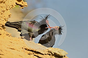 Bald Ibis - Waldrapp Geronticus eremita sitting on the rock in spain. In the background is yellow rock and blue sky. Black bird