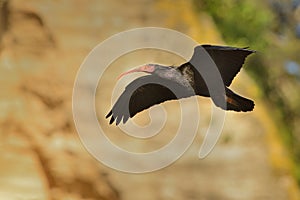 Bald Ibis - Waldrapp Geronticus eremita sitting on the rock in spain. In the background is yellow rock and blue sky. Black bird