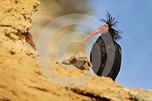 Bald Ibis - Waldrapp Geronticus eremita sitting on the rock in spain. In the background is yellow rock and blue sky. Black bird