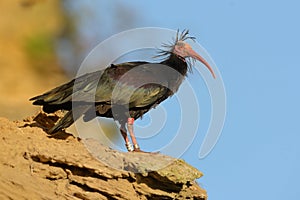 Bald Ibis - Waldrapp & x28;Geronticus eremita& x29;