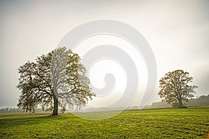 Bald lime trees in fog in autumn