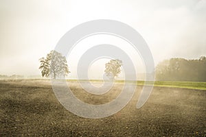 Bald lime trees in fog in autumn