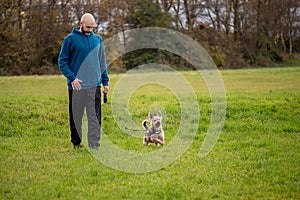 Bald man in blue hoodie walking with his pet Yorkshire terrier on a retractable leash in a park on a green meadow. Concept