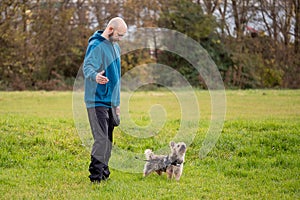 Bald man in blue hoodie walking with his pet Yorkshire terrier on a retractable leash in a park on a green meadow. Concept