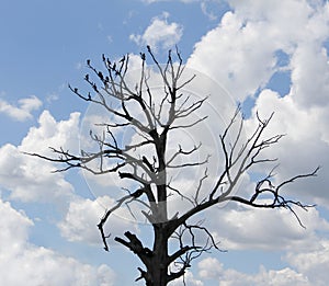 Bald old tree with small birds on branches