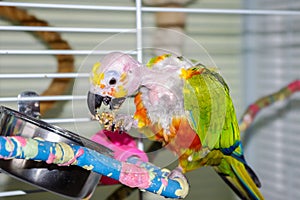 Bald parrot eating millet with open beak showing tongue.