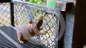 Bald Skinny Pig's Life Unveiled: Explore the world of the bald skinny pig guinea pig. Delve into their daily