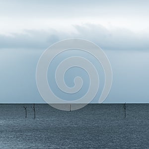 Bald stems of small trees in the Baltic Sea