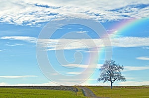 Bald tree with way and rainbow