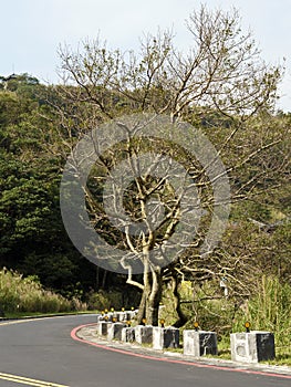 Bald tree on winter raod