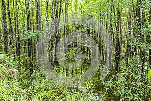 Bald Trees reflecting in the water