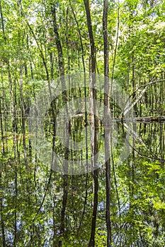 Bald Trees reflecting in the water