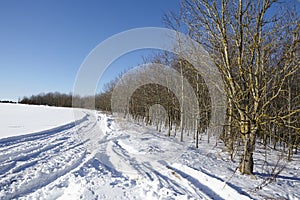 Bald trees and skid marks into a snowscape
