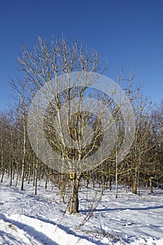 Bald trees into a snowscape