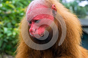 Bald Uakari Monkey Face