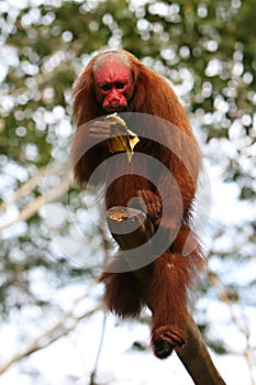 Bald Uakari Monkey